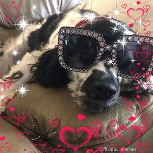 Meet your Posher, Dedee